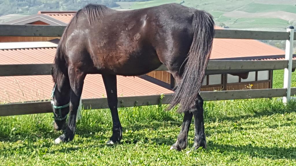Allevamento B&B Pozzol Groppo Buitenkant foto